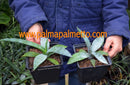 Agave marmorata "Silver Form" / 20-30 cm ∅