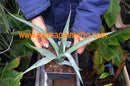 Agave maximiliana "Magdalena" Jal / 15-20 cm ∅