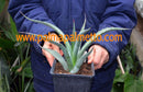 Agave maximiliana "Magdalena" Jal / 15-20 cm ∅