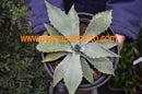 1 Stück Agave megalacantha "echte Naturhybride" 15-20 cm ∅