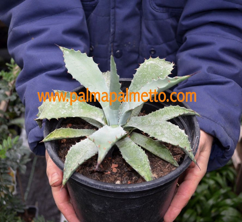1 Stück Agave megalacantha "echte Naturhybride" 15-20 cm ∅