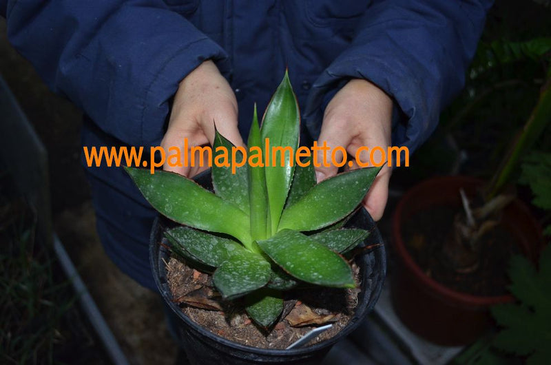 Agave mitis var. albidor x filifera v. schidigera / 20-25 cm ∅