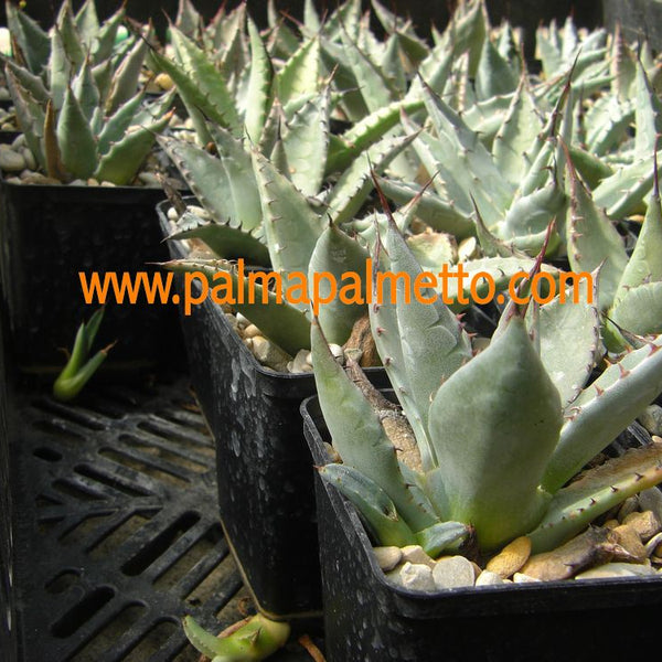 Agave neomexicana Mescal / 10-15 cm ∅
