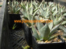 Agave neomexicana Mescal / 10-15 cm ∅