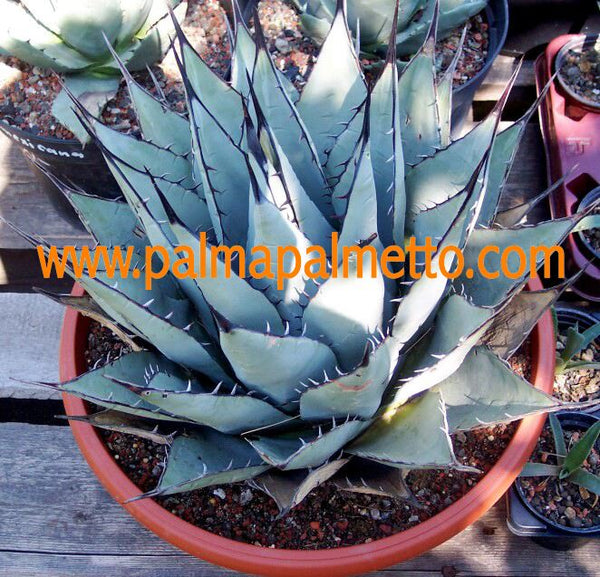 Agave neomexicana Mescal / 25-30 cm ∅