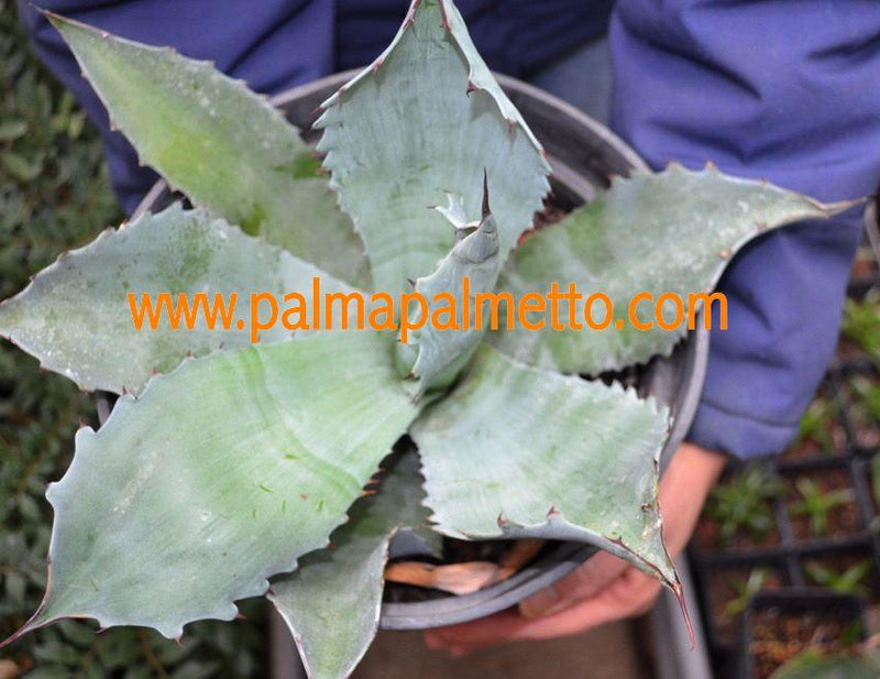 Agave ovatifolia / 30-40 cm ∅