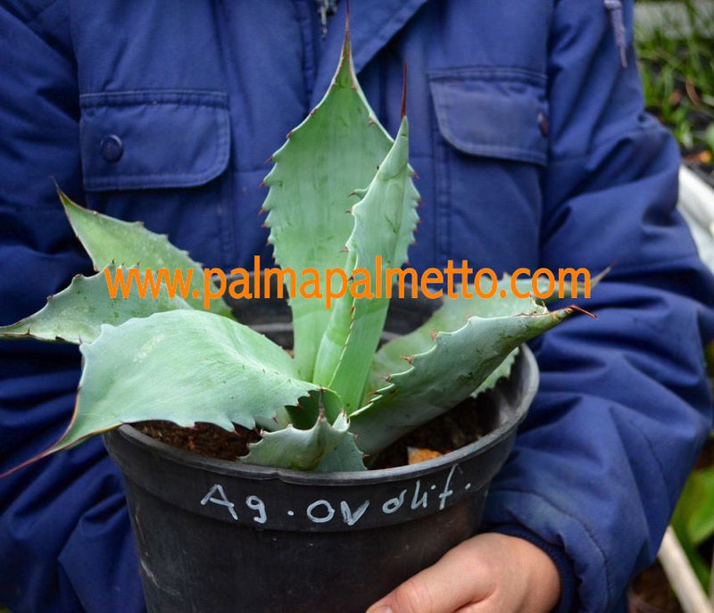 Agave ovatifolia / 20-25 cm ∅