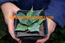 Agave parrasana / 10-15 cm ∅