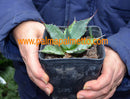 Agave parrasana / 10-15 cm ∅
