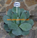 Agave parryi var. Truncata / 30-35 cm ∅ 11-12 Lt.Topf