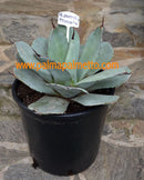 Agave parryi var. Truncata / 25-30 cm ∅ 7-8 Lt.Topf