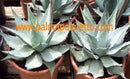 Agave parryi var. parryi / 15-20 cm ∅
