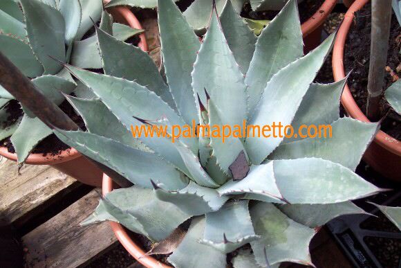 Agave parryi v. huachucensis / 15-20 cm ∅