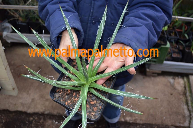 Agave parviflora / 20-25 cm
