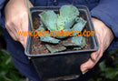 Agave potatorum "Desert Rose" / 12-15 cm ∅