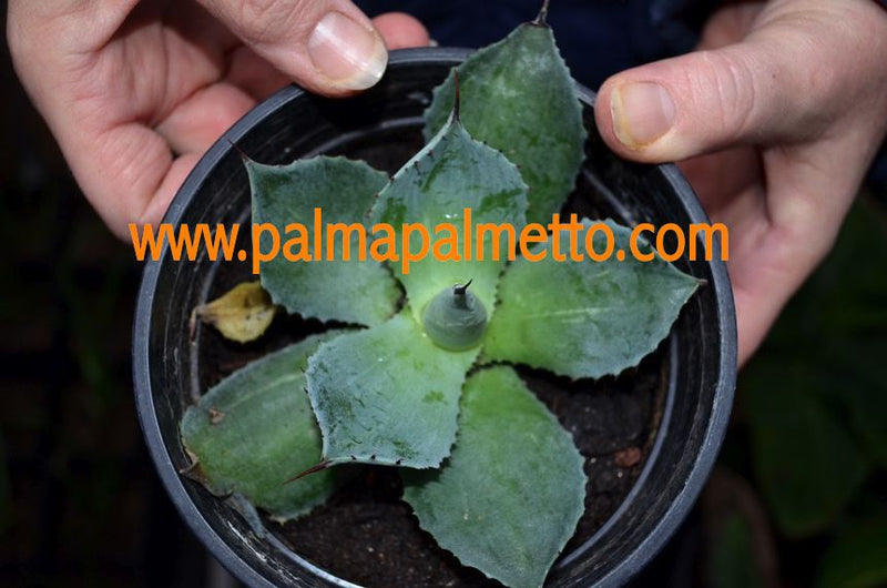 Agave potatorum striata variegata / 10-15 cm ∅