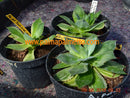 Agave potatorum "Tradewind" variegata / 15-18 cm ∅