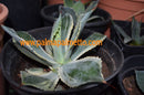 Agave potatorum "Tradewind" variegata / 15-18 cm ∅
