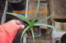 Agave purpusorum / 15-20 cm ∅
