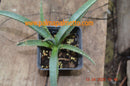 Agave purpusorum / 15-20 cm ∅