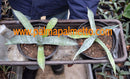 Agave scabra / 25-30 cm ∅