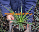 Agave schidigera / 12-15 cm ∅