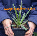 Agave schottii / ca. 20 cm Höhe