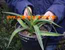 Agave sp. camargo chihuahua / 25-30 cm ∅
