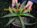 Agave sp. camargo chihuahua / 35-40 cm ∅