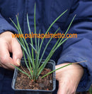 Agave stricta var. nana "silver-blue" / 20-25 cm Höhe