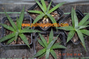 Agave utahensis / 10-15 cm ∅