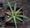 Agave utahensis v. eborispina / 11-15 cm ∅