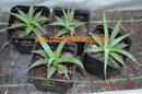 Agave utahensis v. eborispina / 11-15 cm ∅