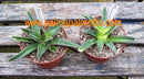 Agave victoria reginae / 10-12 cm ∅