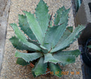 Agave x Parryi Hybrid / 25-30 cm ∅