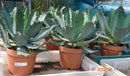 Agave x Parryi Hybrid / 25-30 cm ∅