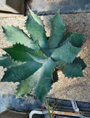 Agave x Parryi Hybrid / 25-30 cm ∅