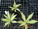 Agave americana STRIATA VARIEGATA 20-25 cm ∅