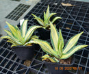 Agave americana STRIATA VARIEGATA 20-25 cm ∅