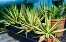 Agave lophanta variegata quadricolor 'Goshiki Bandai' / 35-45 cm ∅