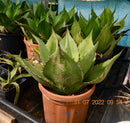 Agave ovatifolia / 40-50 cm ∅