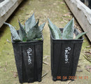 Agave palmeri / 15-20 cm ∅