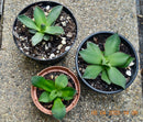 Agave parryi var. Truncata / 10-15 cm ∅