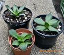 Agave parryi var. Truncata / 10-15 cm ∅