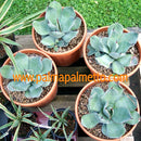 Agave parryi var. Truncata / 25-30 cm ∅
