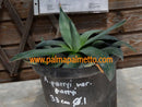 Agave parryi var. parryi / 20-25 cm ∅