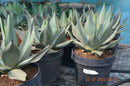Agave Parryi var. neomexicana / 30-40 cm ∅
