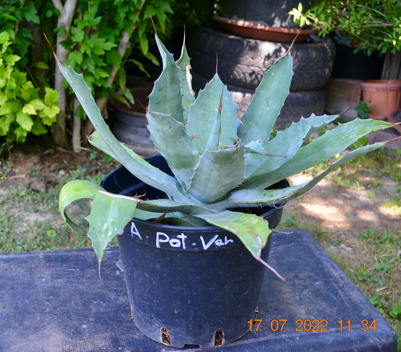 Agave potatorum verschaffeltii / 40-50 cm ∅