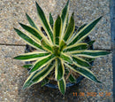 Agave schidigera "Shira"/ 25-30 cm ∅
