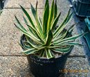 Agave schidigera "Shira"/ 25-30 cm ∅